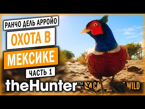 Видео: theHunter Call of the Wild #1 🦃 - ОХОТА НА ФАЗАНОВ С СОБАКОЙ - Охота в Пустыне (2021)