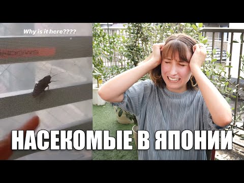 Видео: Насекомые в Японии с которыми придётся иметь дело