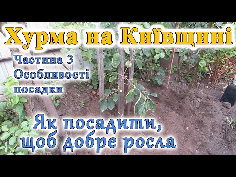 Видео: Літня висадка хурми у відкритий грунт. Врожай на початок вересня