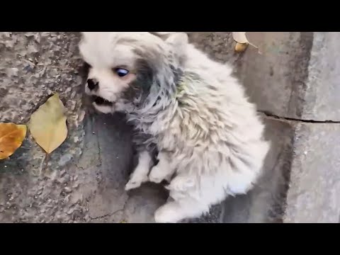 Видео: Бродячего щенка били ногами, повредили нервы, вызвав судороги, но никто ему не помог