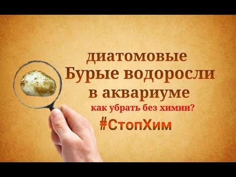 Видео: #СтопХим /Бурые водоросли.Диатомовые.Как избавиться от водорослей без химии