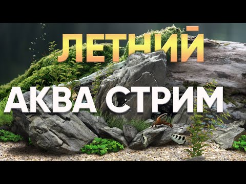 Видео: Летний аква-стрим. Отвечаем на вопросы и говорим об аквариумах.