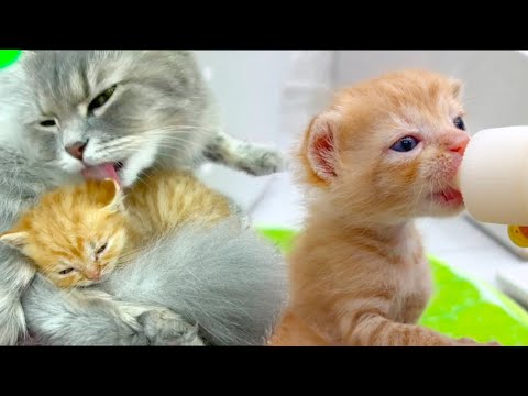 Видео: Как на самом деле выглядит кормление и уход за котятами без их матери?