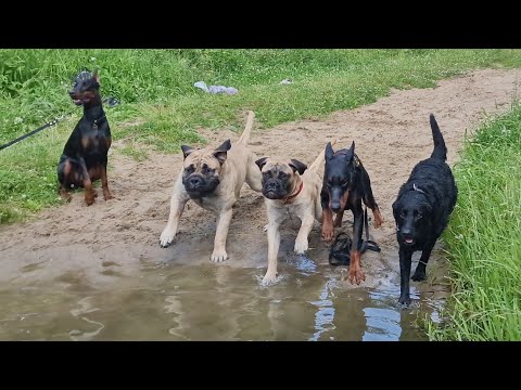 Видео: Догтренинг 617. Выездной урок на реке: работа в воде с собаками.