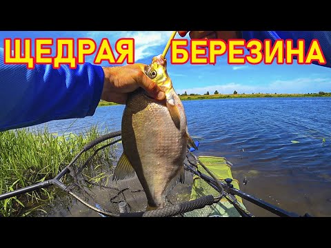 Видео: БЕРЕЗИНА РАСКРЫВАЕТ СЕКРЕТЫ ФИДЕРНОЙ ЛОВЛИ ЛЕЩА! ВПЕРВЫЕ ЛОВЛЮ НА БЕРЕЗИНЕ-ЭМОЦИИ ЗАШКАЛИВАЮТ!