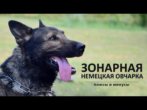 Видео: Зонарная НЕМЕЦКАЯ ОВЧАРКА. Плюсы и минусы
