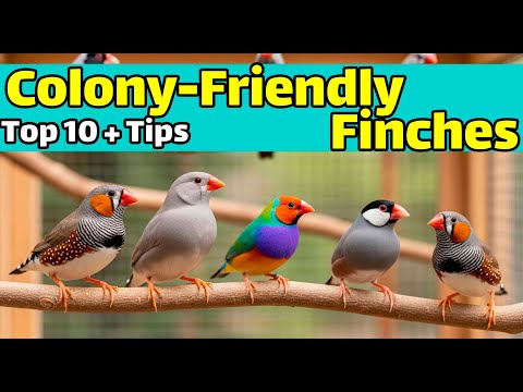 Видео: 10 лучших видов вьюрков, которые прекрасно себя чувствуют в колониях | Полное руководство по уход...