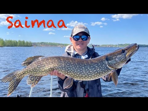 Видео: Saimaa. Большая и Малая Сайма. Рыбалка в Финляндии. Panoptix Livescope.