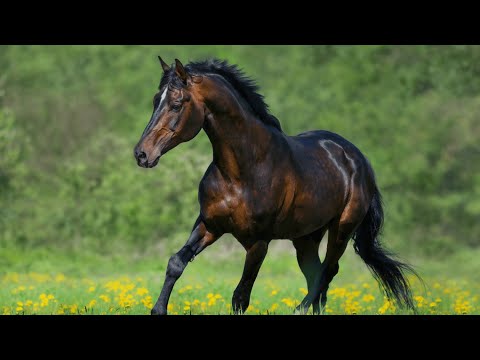 Видео: Елге нағыз жүйрік әкелемін деп қаза болған Сазанбай батыр