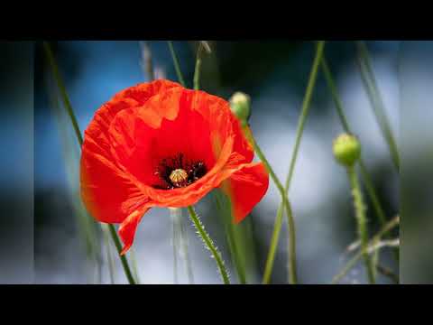 Видео: Диктант 3 клас МАК