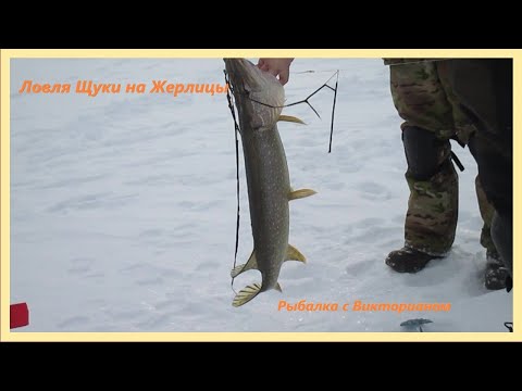 Видео: Ловля Щуки на жерлицы на реке Ишим. СКО.Петропавловск.