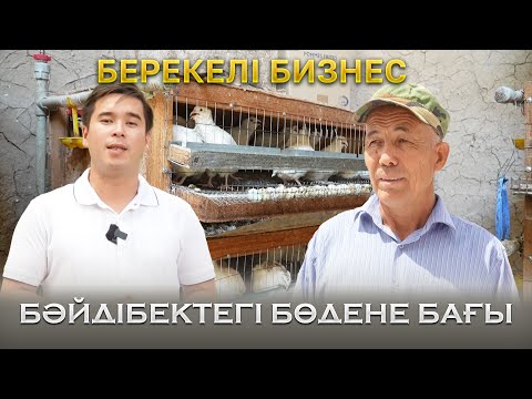 Видео: Берекелі бизнес | БӘЙДІБЕКТЕГІ БӨДЕНЕ БАҒЫ