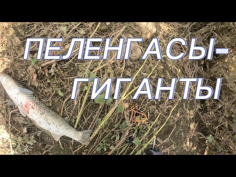 Видео: ОХОТА НА ПЕЛЕНГАСОВ -- ГИГАНТОВ