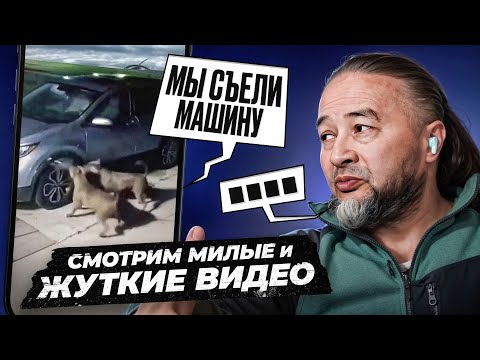 Видео: Кинолог смотрит ролики из соцсетей: ОПАСНОЕ поведение собак, ЖЕСТЬ и милоту / Собачий колдун