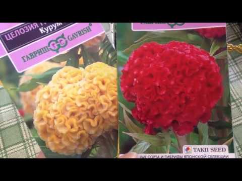 Видео: Эффектная Целозия от посева до пикировки.