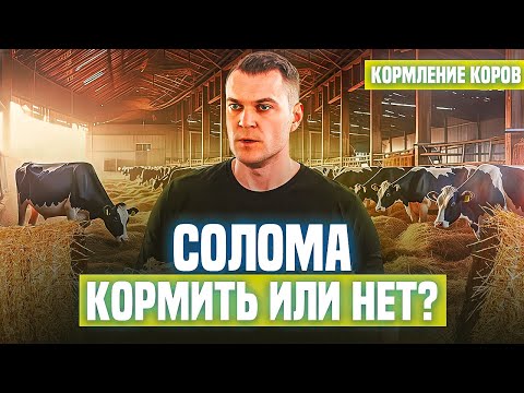 Видео: Солома. Кормить или нет?