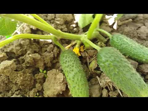 Видео: ЯК ПРАВИЛЬНО  ФОРМУВАТИ  КУЩ  ОГІРКА