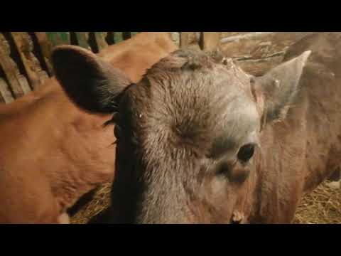 Видео: Привесы быков и телят за март.