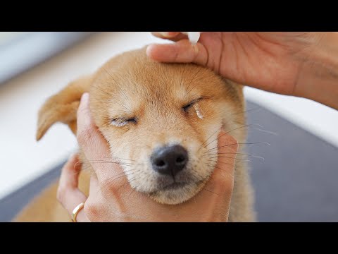 Видео: Ты такой милый, что я тоже плачу.