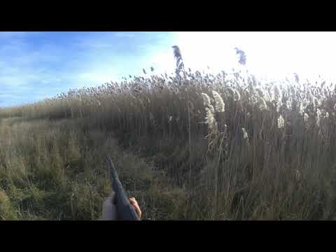 Видео: Охота с эстонскими гончими и Биглем.