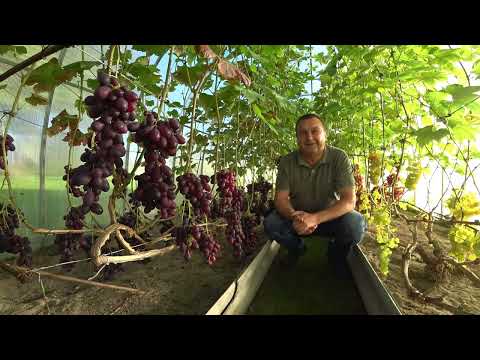 Видео: В гостях у виноградаря Юрия Новикова (Новополоцк)