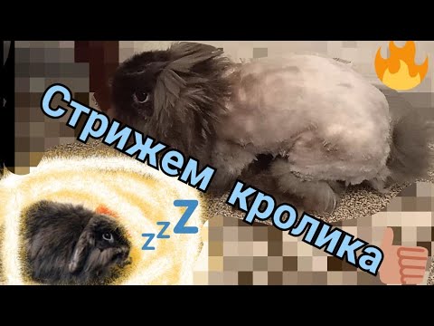 Видео: Мастер-класс: стрижем кролика машинкой (+колтуны, когти) под седацией🐇🐇🐇🐇🐇🐇🐇🐇