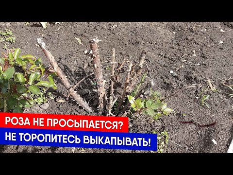 Видео: Роза не просыпается? Не торопитесь выкапывать!
