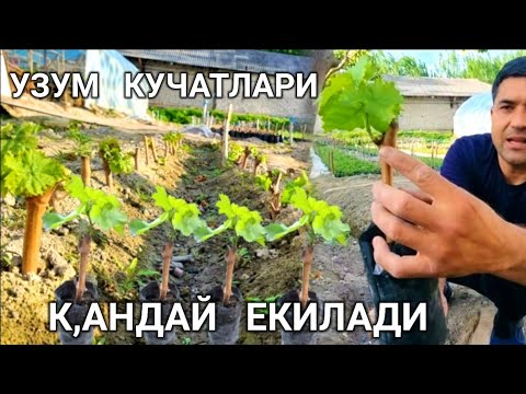 Видео: УЗУМ  КУЧАТЛАРИ  КАНДАЙ  ЕКИЛАДИ  ФОЙДАЛИ  ВИДИО..