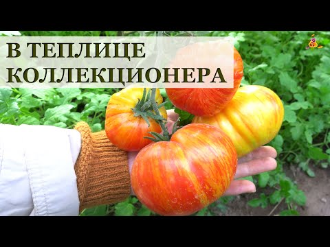 Видео: В теплицах коллекционера лучших сортов томатов 2020!