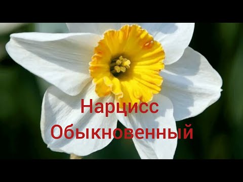 Видео: Нарцисс обыкновенный. Моя личная история. Видео 7.