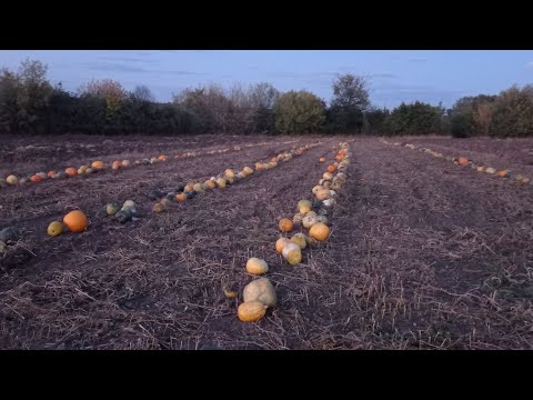 Видео: На гарбузах в мінуса.