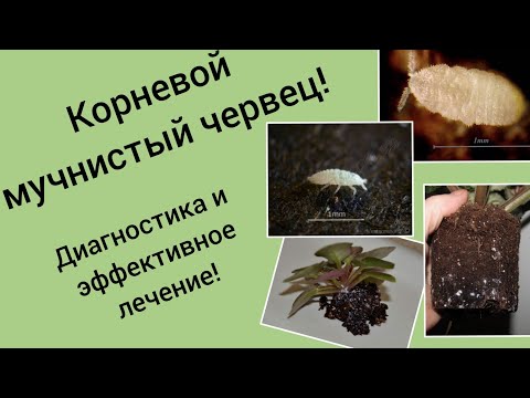 Видео: Мучнистый червец на фиалках! Лечение!