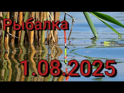 Видео: Рыбалка на поплавок 1 августа 2025 г.на диком озере!Я его нашёл крупный карась на Поплавочную удочку