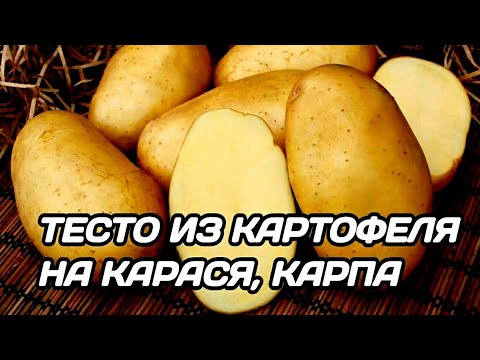 Видео: ТЕСТО ДЛЯ РЫБАЛКИ НА КАРАСЯ. КАРТОФЕЛЬНОЕ ТЕСТО НА КАРАСЯ, КАРПА, ПЛОТВУ ОСЕНЬЮ