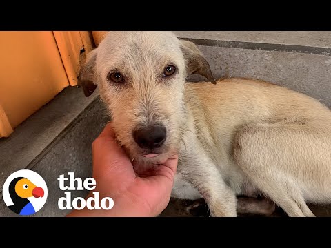 Видео: Мужчина вернулся к семье собак во время наводнения | The Dodo