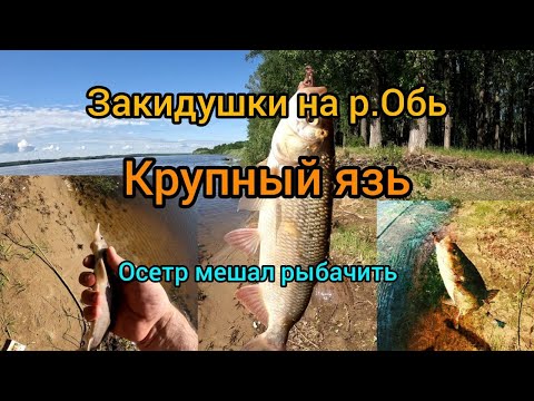 Видео: Рыбалка на донки, р.Обь. Клевал крупный язь, осетры мешали.