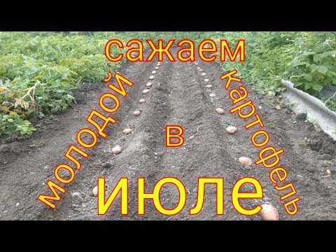 Видео: Повторная посадка молодого картофеля в июле.Тонкости посадки.Сорта картофеля