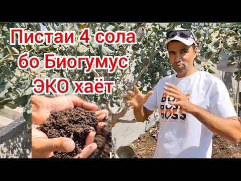 Видео: Пистаи 4 сола ва дигар махсулотхо бо Биогумус ш.Хучанд