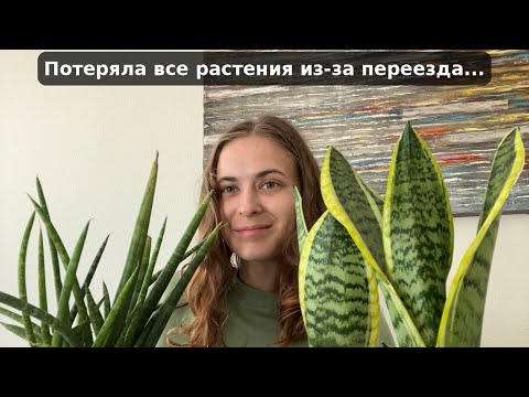 Видео: Как я осталась без растений | Начинаю всё с нуля