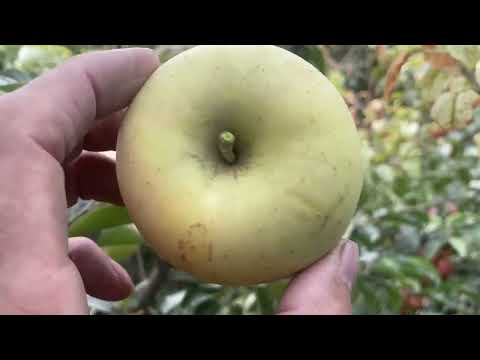 Видео: КУЗГИ ОЛМАЛАР НИ КАЧОН УЗИШ КЕРАК