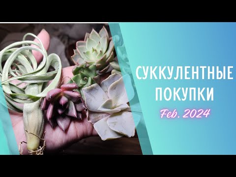 Видео: Распаковка голландских суккулентов 🌱Февраль 2024