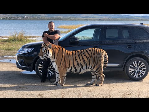 Видео: Тигр Ройс поехал на машине гулять(бутылку за собой убрали )/tiger went for a walk