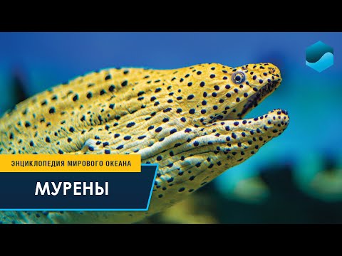 Видео: Мурены – Энциклопедия Мирового океана