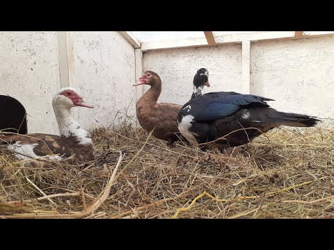 Видео: Подготовка утинного домика к зиме...