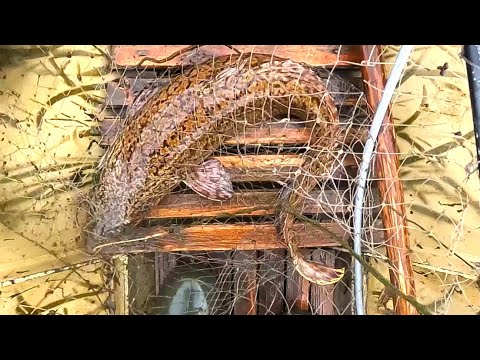 Видео: ОСЕННИЙ СЕЗОН 2023 \ РЫБАЛКА - ОХОТА - ИЗБА \ Часть 10 \ И СЕГОДНЯ НАЛИМИЩЕ \ КАЖДЫЙ ДЕНЬ - РЫБНЫЙ