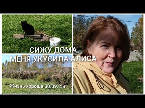 Видео: СИЖУ ДОМА _ МЕНЯ УКУСИЛА АЛИСА _ ЖИЗНЬ В ДЕРЕВНЕ _ ЖИЗНЬ ХОРОША 30.09.25г