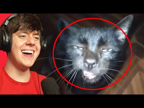 Видео: Уморительные и необычные мемы