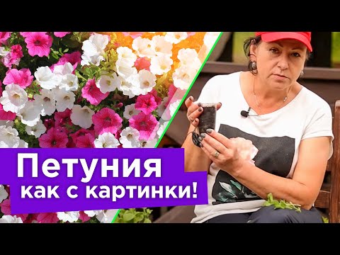 Видео: ДАЖЕ САМАЯ ХИЛАЯ ПЕТУНИЯ ПРЕВРАТИТСЯ В ЦВЕТУЩИЙ ШАР! Формируем и черенкуем петунию правильно