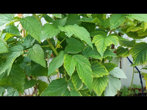 Видео: Малиновое дерево Таруса осенью