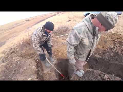 Видео: Охота на барсука с таксами профессионалами, сезон 2025 №4.